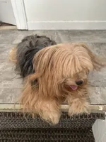 Princess , a female Yorkshire Terrier for sale in Rosedale, NY – 8 of 8