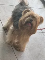 Princess , a female Yorkshire Terrier for sale in Rosedale, NY – 5 of 8