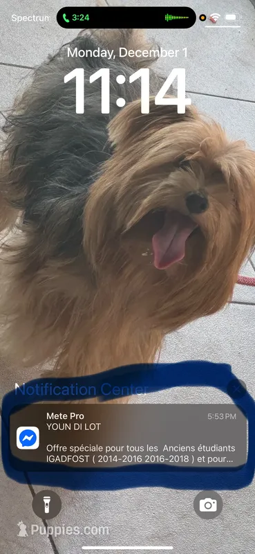 Princess  – Yorkshire Terrier puppy for sale in Rosedale, NY