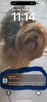 Princess , a female Yorkshire Terrier for sale in Rosedale, NY – 1 of 8