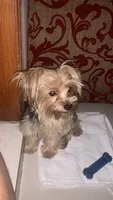 Princess , a female Yorkshire Terrier for sale in Rosedale, NY – 2 of 8