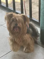 Princess , a female Yorkshire Terrier for sale in Rosedale, NY – 7 of 8