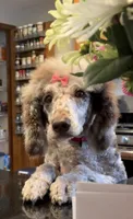 Piper, a female Poodle - Standard  for sale in Clarence, NY – 2 of 7