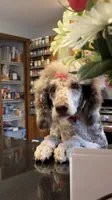 Piper, a female Poodle - Standard  for sale in Clarence, NY – 3 of 7