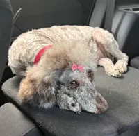 Piper, a female Poodle - Standard  for sale in Clarence, NY – 5 of 7