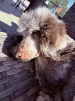 Piper, a female Poodle - Standard  for sale in Clarence, NY – 7 of 7