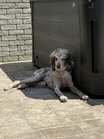 Piper, a female Poodle - Standard  for sale in Clarence, NY – 4 of 7