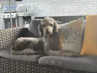 Piper, a female Poodle - Standard  for sale in Clarence, NY – 6 of 7
