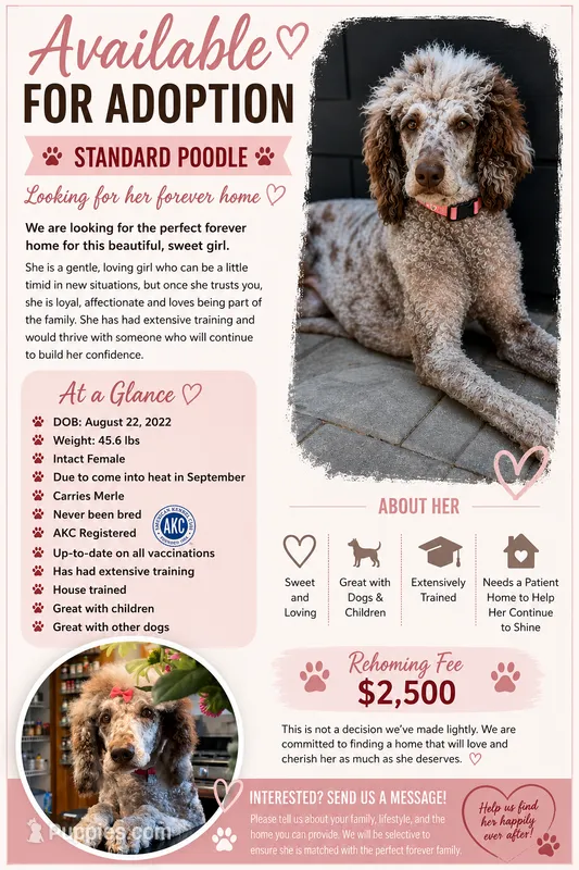 Piper – Poodle - Standard  puppy for sale in Clarence, NY