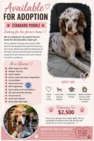 Piper, a female Poodle - Standard  for sale in Clarence, NY – 1 of 7
