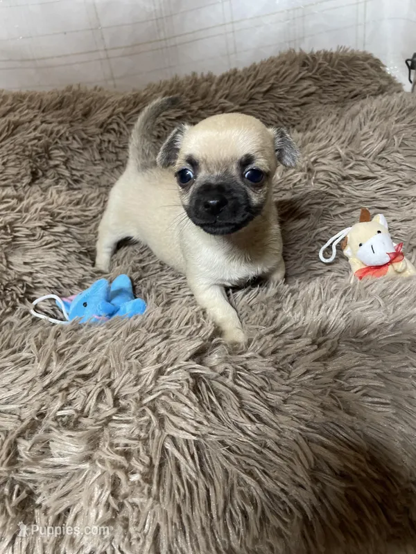 Bandit, a male Chihuahua for sale in Shepherd, TX – Photo 1 of 2