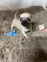 Bandit, a male Chihuahua for sale in Shepherd, TX – Photo 1 of 2