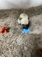 Bandit, a male Chihuahua for sale in Shepherd, TX – Photo 2 of 2