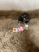 April Flower, a female Chihuahua for sale in Shepherd, TX – Photo 2 of 5