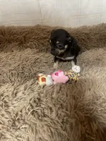 April Flower, a female Chihuahua for sale in Shepherd, TX – Photo 4 of 5