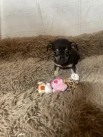 April Flower, a female Chihuahua for sale in Shepherd, TX – Photo 3 of 5