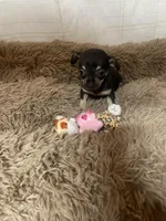 April Flower, a female Chihuahua for sale in Shepherd, TX – Photo 1 of 5