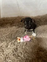 April Flower, a female Chihuahua for sale in Shepherd, TX – Photo 5 of 5