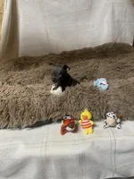 Sparky, a male Chihuahua for sale in Shepherd, TX – Photo 2 of 6