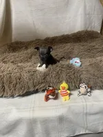 Sparky, a male Chihuahua for sale in Shepherd, TX – Photo 6 of 6