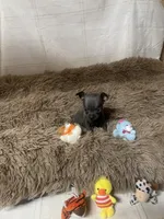 Sparky, a male Chihuahua for sale in Shepherd, TX – Photo 5 of 6