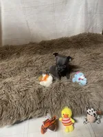 Sparky, a male Chihuahua for sale in Shepherd, TX – Photo 1 of 6