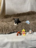 Sparky, a male Chihuahua for sale in Shepherd, TX – Photo 4 of 6