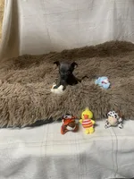 Sparky, a male Chihuahua for sale in Shepherd, TX – Photo 3 of 6