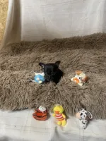 Samson, a male Chihuahua for sale in Shepherd, TX – Photo 3 of 6