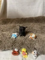 Samson, a male Chihuahua for sale in Shepherd, TX – Photo 1 of 6