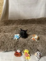 Samson, a male Chihuahua for sale in Shepherd, TX – Photo 2 of 6