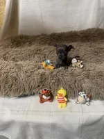 Tiny Bit, a male Chihuahua for sale in Shepherd, TX – Photo 4 of 4