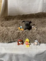 Tiny Bit, a male Chihuahua for sale in Shepherd, TX – Photo 2 of 4