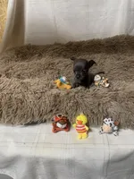 Tiny Bit, a male Chihuahua for sale in Shepherd, TX – Photo 3 of 4