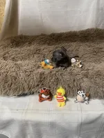 Tiny Bit, a male Chihuahua for sale in Shepherd, TX – Photo 1 of 4