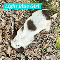 Light Blue Girl, a female English Springer Spaniel for sale in Greers Ferry, AR – 3 of 3