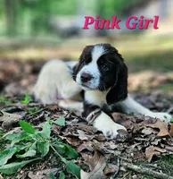 Pink Girl, a female English Springer Spaniel for sale in Greers Ferry, AR – 1 of 7