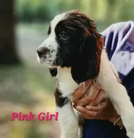 Pink Girl, a female English Springer Spaniel for sale in Greers Ferry, AR – 2 of 7