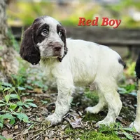 Red Boy, a male English Springer Spaniel for sale in Greers Ferry, AR – 2 of 5