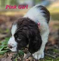 Pink Girl, a female English Springer Spaniel for sale in Greers Ferry, AR – 7 of 7