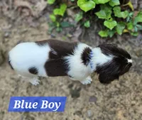 Blue Boy, a male English Springer Spaniel for sale in Greers Ferry, AR – 2 of 4