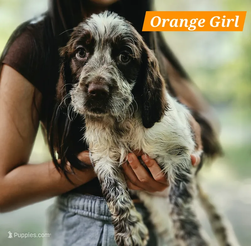 Orange Girl – English Springer Spaniel puppy for sale in Greers Ferry, AR