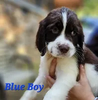Blue Boy, a male English Springer Spaniel for sale in Greers Ferry, AR – 4 of 4
