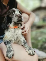 Orange Girl, a female English Springer Spaniel for sale in Greers Ferry, AR – 6 of 6