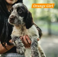Orange Girl, a female English Springer Spaniel for sale in Greers Ferry, AR – 2 of 6
