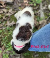 Pink Girl, a female English Springer Spaniel for sale in Greers Ferry, AR – 5 of 7