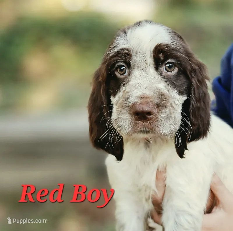 Red Boy – English Springer Spaniel puppy for sale in Greers Ferry, AR