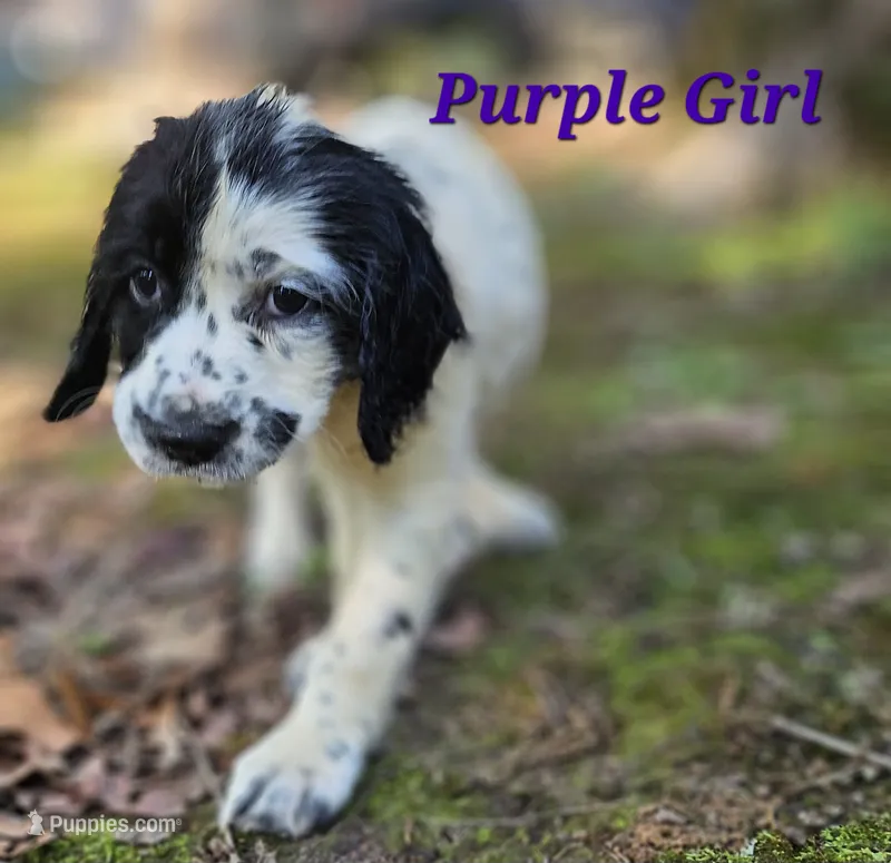 Purple Girl – English Springer Spaniel puppy for sale in Greers Ferry, AR