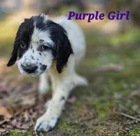 Purple Girl, a female English Springer Spaniel for sale in Greers Ferry, AR – 1 of 5