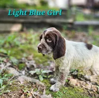 Light Blue Girl, a female English Springer Spaniel for sale in Greers Ferry, AR – 1 of 3